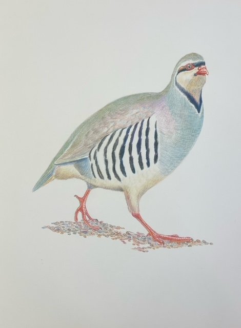 Chukie-Print image 0