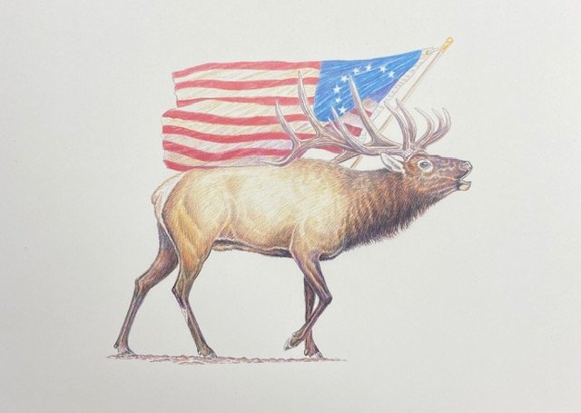 American Elk- PRINT image 0