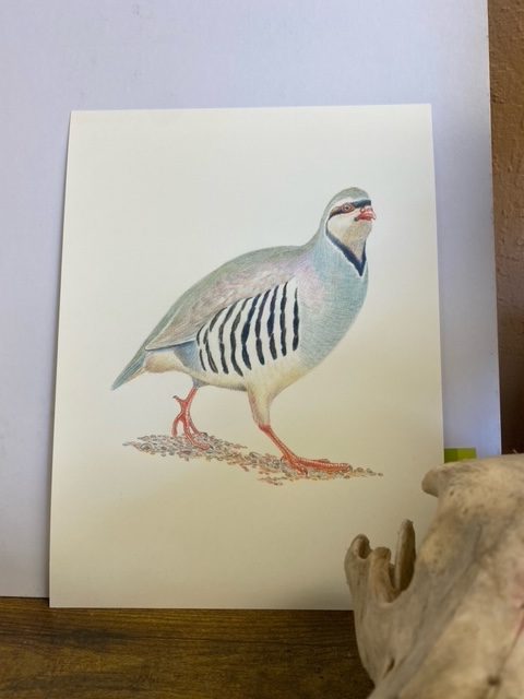 Chukie-Print image 1